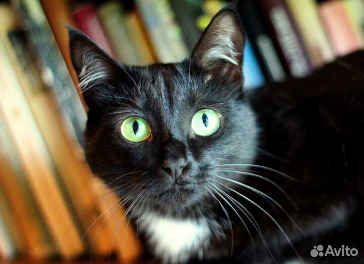 Ласковая кошечка Мэри - в добрые руки