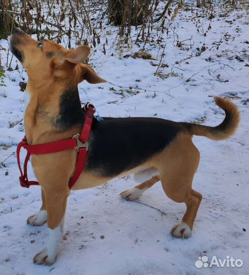 Вязка, кобель метис Джек Рассела и Бигля