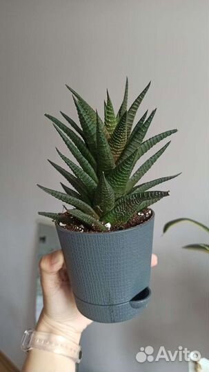 Суккулент хавортия