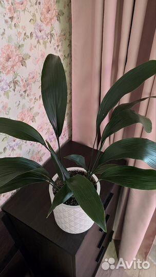 Аспидистра