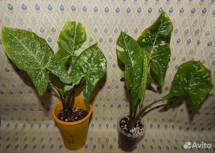 Сингониумы