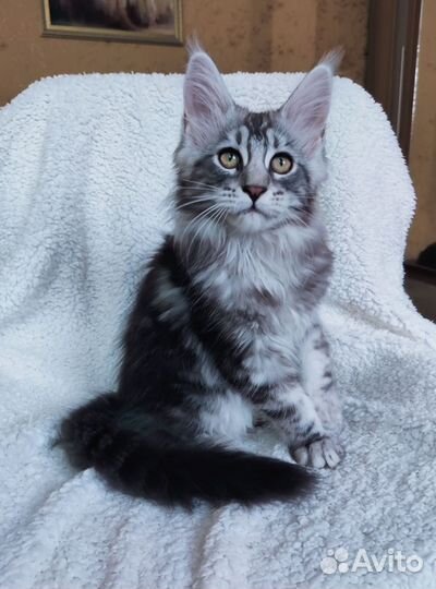 Девочка мейн-кун