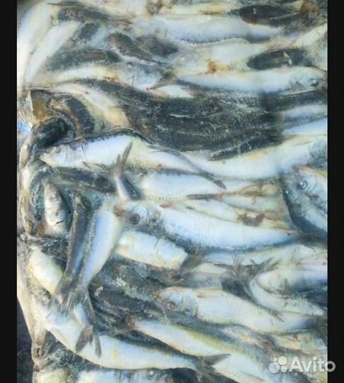 Рыба свежемороженая иваси (скумбрия ) на корм
