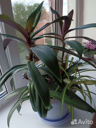 Рео + Хлорофитум