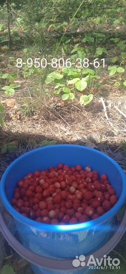 Свежая лесная земляника, черника