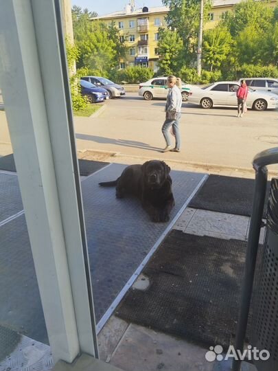 Найдена собака