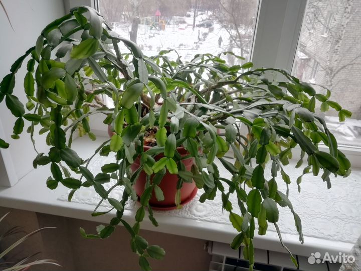 Декабрист шлюмбергера