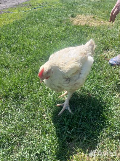 Утки домашние, гуси, индюки