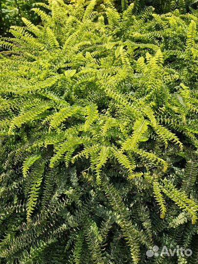 Растение Солидастер