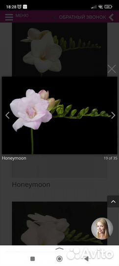 Луковицы фрезии