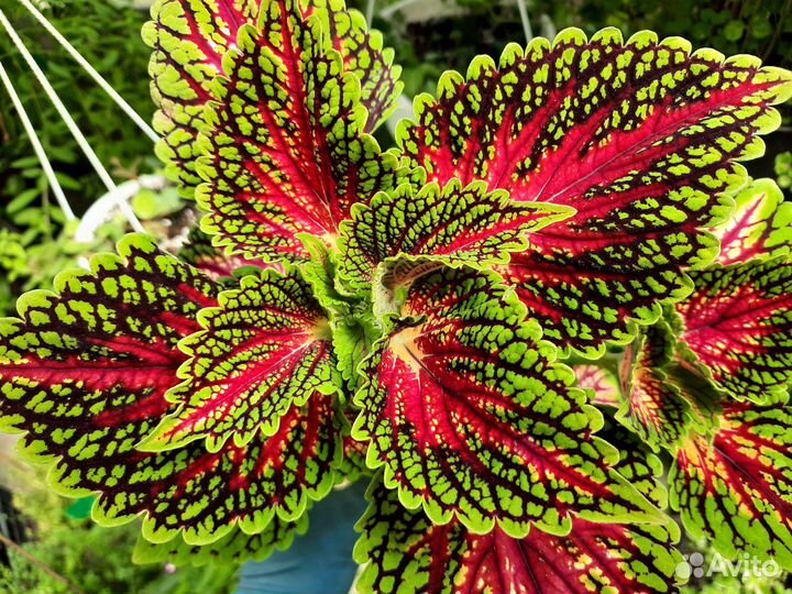 Комнатные цветы