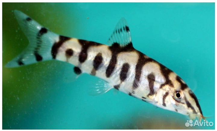 Боция мраморная - поедает улиток