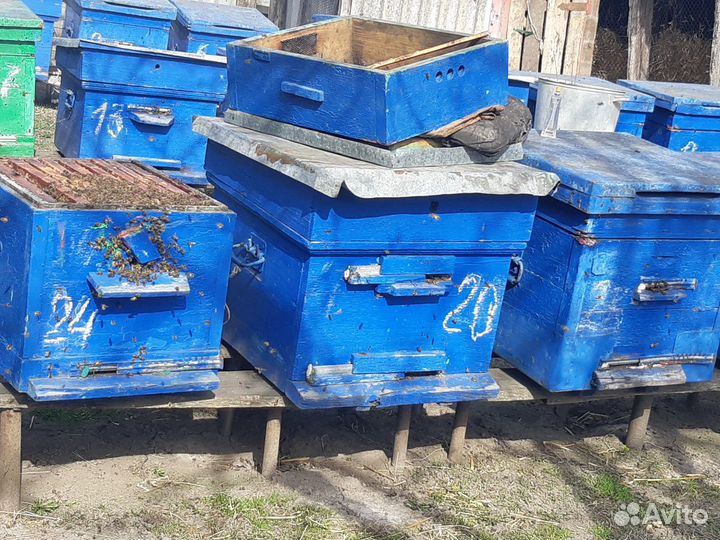 Пчелосемьи с ульями