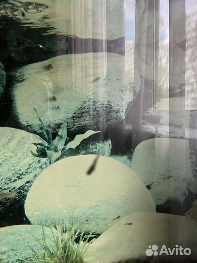 Мальки гуппи