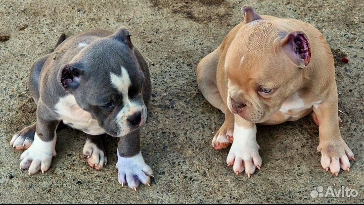 Американский булли