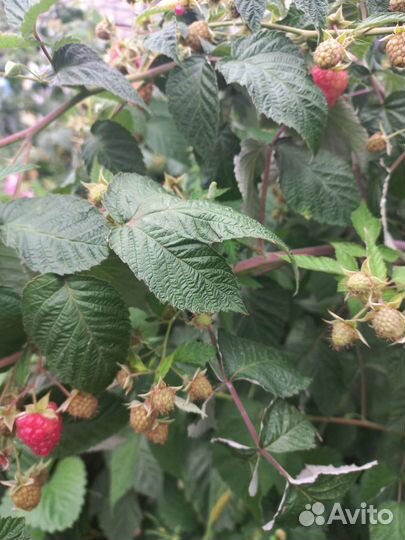 Саженцы малины, ежевики,смородины