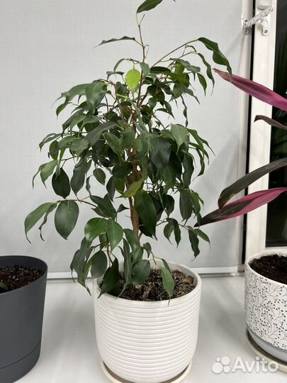 Комнатные растения