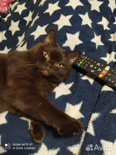 Скотиш фолд в заботливые руки