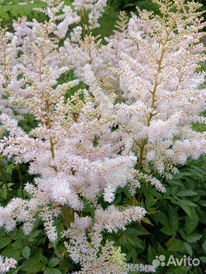 Астильба сортовая
