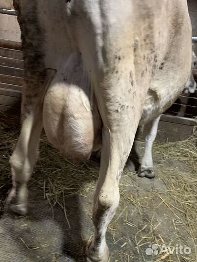 Коровы дойные молочные