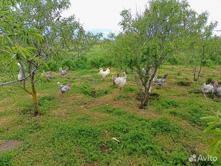 Инкубационное яйцо породистых кур