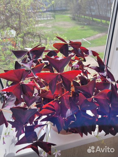 Бегония,баттерфляй