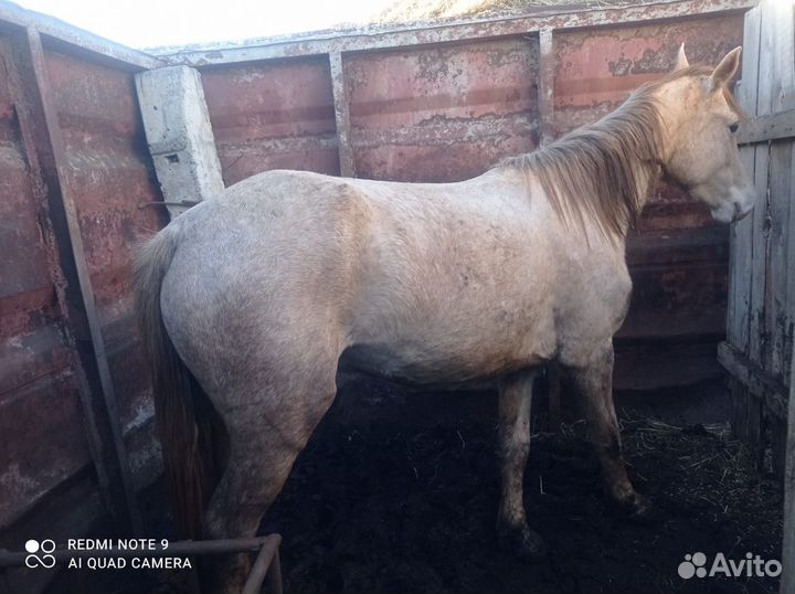 Продам корову лошади