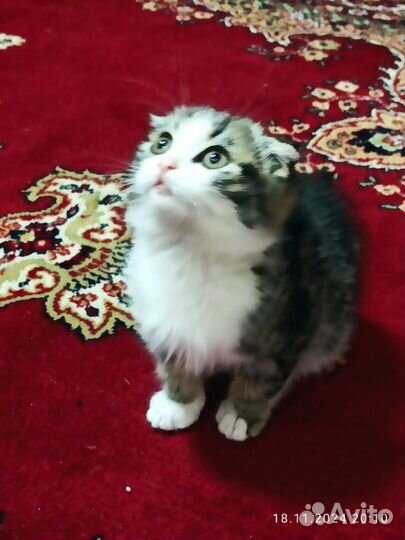 Котенок мальчик