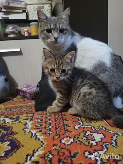 Котята в добрые руки мальчики 1,5 мес