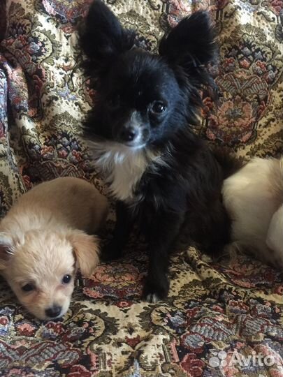 Микро мальчиЧишка