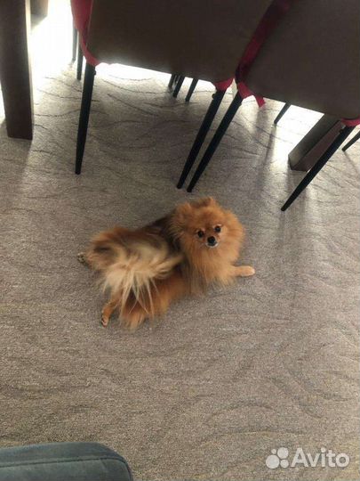 Щенки померанского мини шпица