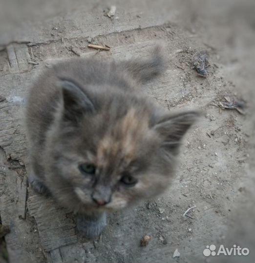 Кошечка в добрые руки
