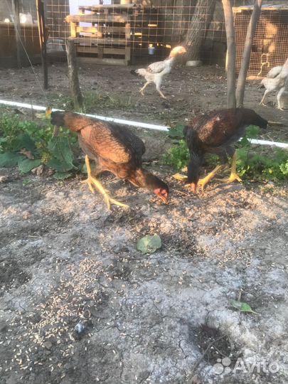 Бойцовые куры