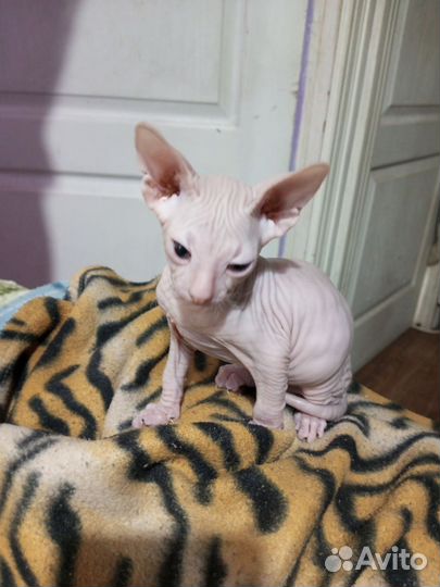 Донской сфинкс котята