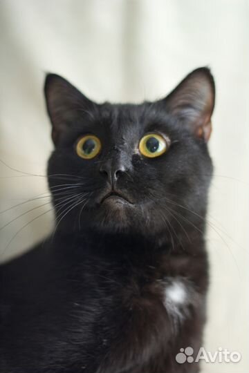 Демушка - маленький опекун и умничка