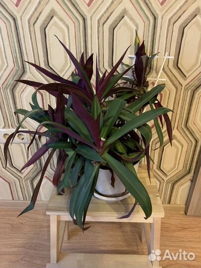 Традесканция разноцветная