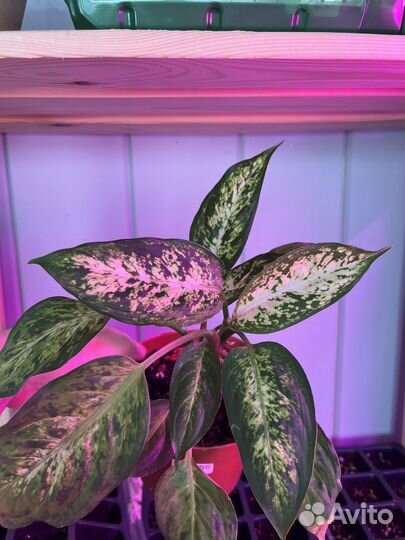 Диффенбахия