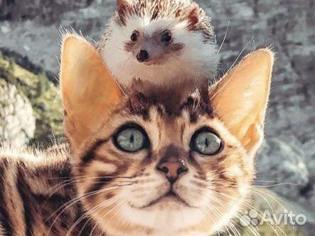 Передержка для животных