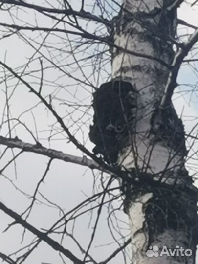 Продам пчелосемьи