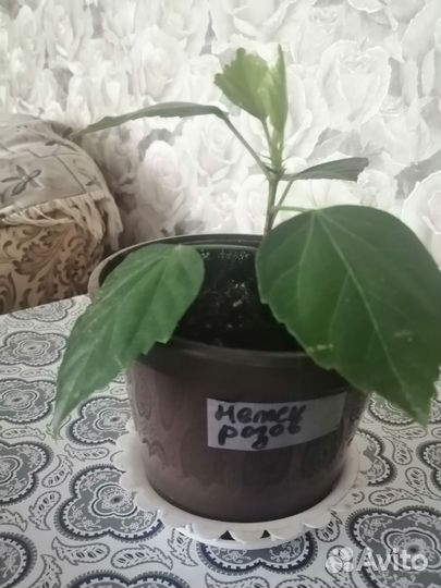 Гибискус сортовой