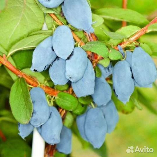 Саженцы жимолости канадской селекции