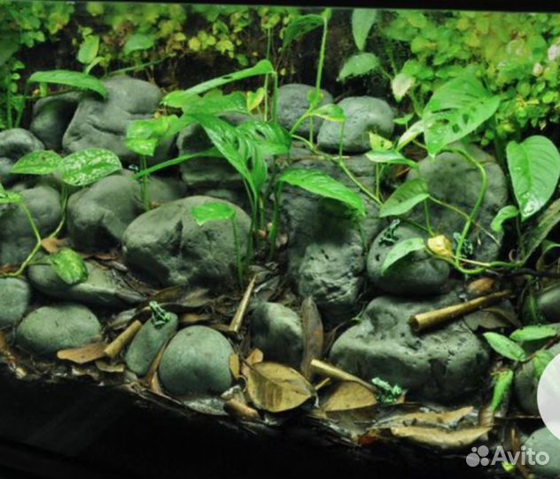 Лягушка с новым полюдариумом и декором