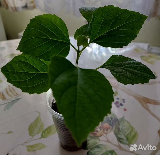 Клеродендрум филиппинский