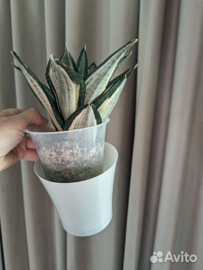 Сансевиерия Lucille Poland