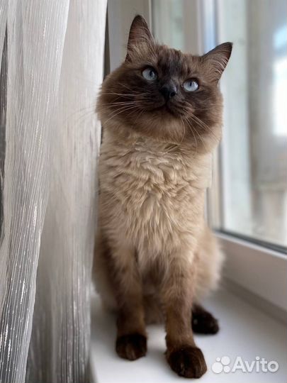 Сиамский кот