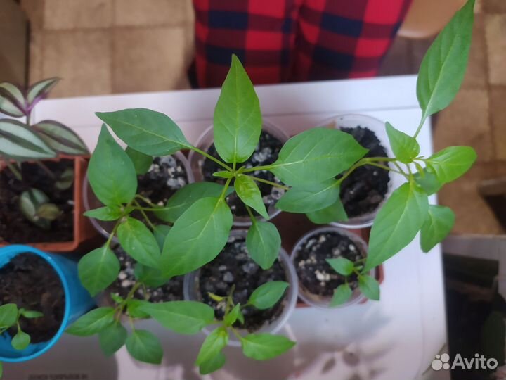 Перец комнатный острый