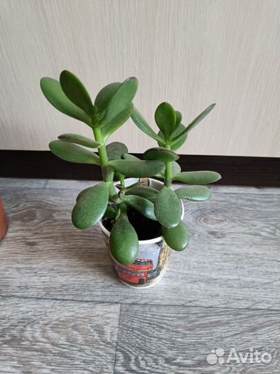 Денежное дерево Толстянка