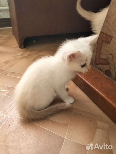 Кошки в добрые руки бесплатно