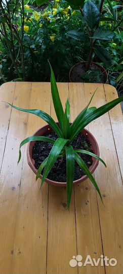 Пандамус пальма