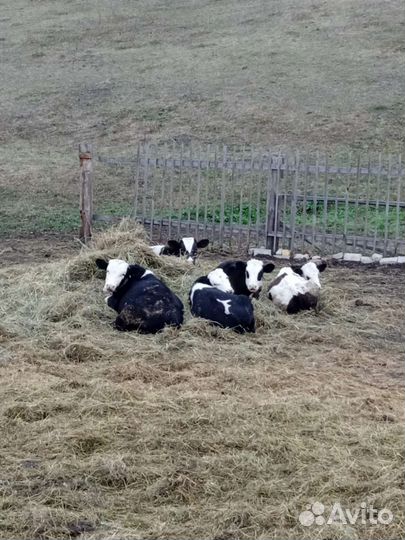 Бычки на откорм